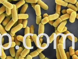 Lactobacillus-johnsonii
